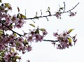 フユザクラ・冬桜